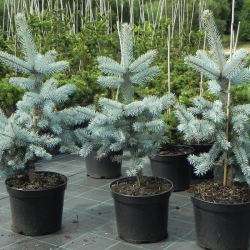 Ель колючая Хупси 30-50 см Закупка М49 весна 2026