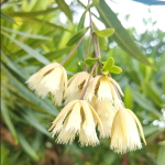 Элеокарпус крупноцветковый – Elaeocarpus grandiflorus