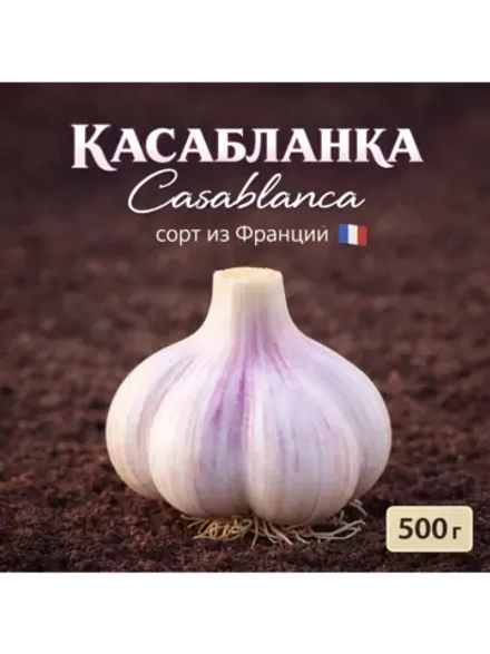 Чеснок яровой Касабланка (Франция)
