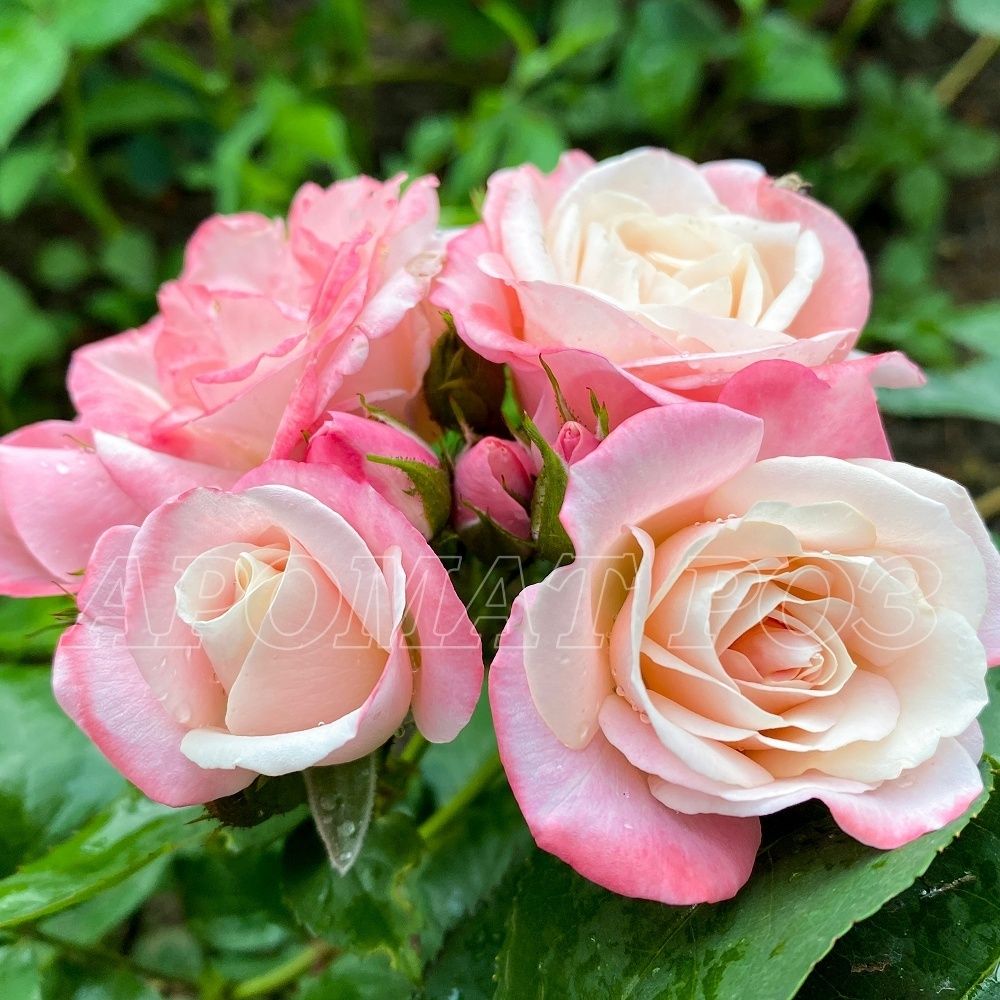 Сакура-Газуми (Sakura-Gasumi)