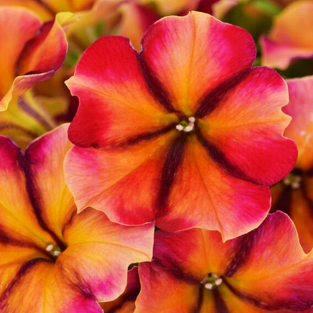 ЕВРО Петуния Crazytunia Tiki Torch укорененный черенок ОКС февраль 26 Kohen