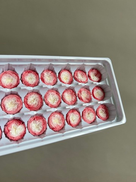 Роза пионовидная розово-белые d=2-3 см (упак 21 шт)