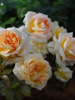 Роза шраб Ла Калессон