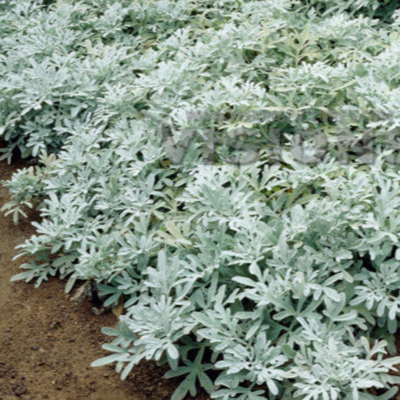 Полынь Стеллера Сильвер Брокед (горшок 1л)