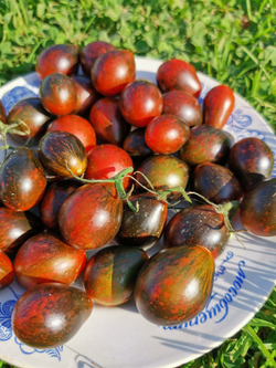 Помидоры Синий Кейс - BLUE KEYES Tomato