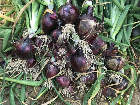 Таннат_F1_семена_лука_репчатого_Enza_Zaden_оптом_культура – фото 2