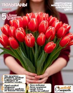 Тюльпан Луковица, Кунг Фу 5шт