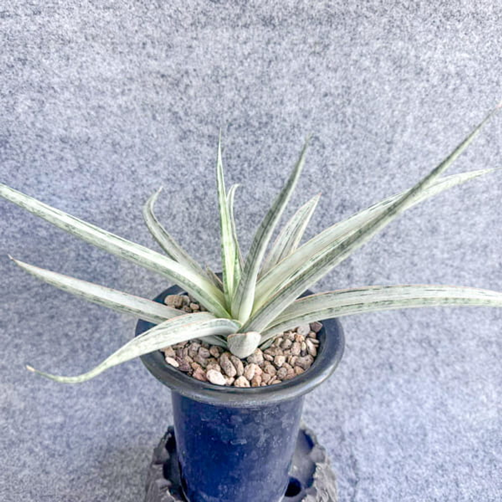 Сансевиерия PHENOMENAL WHITE VAR