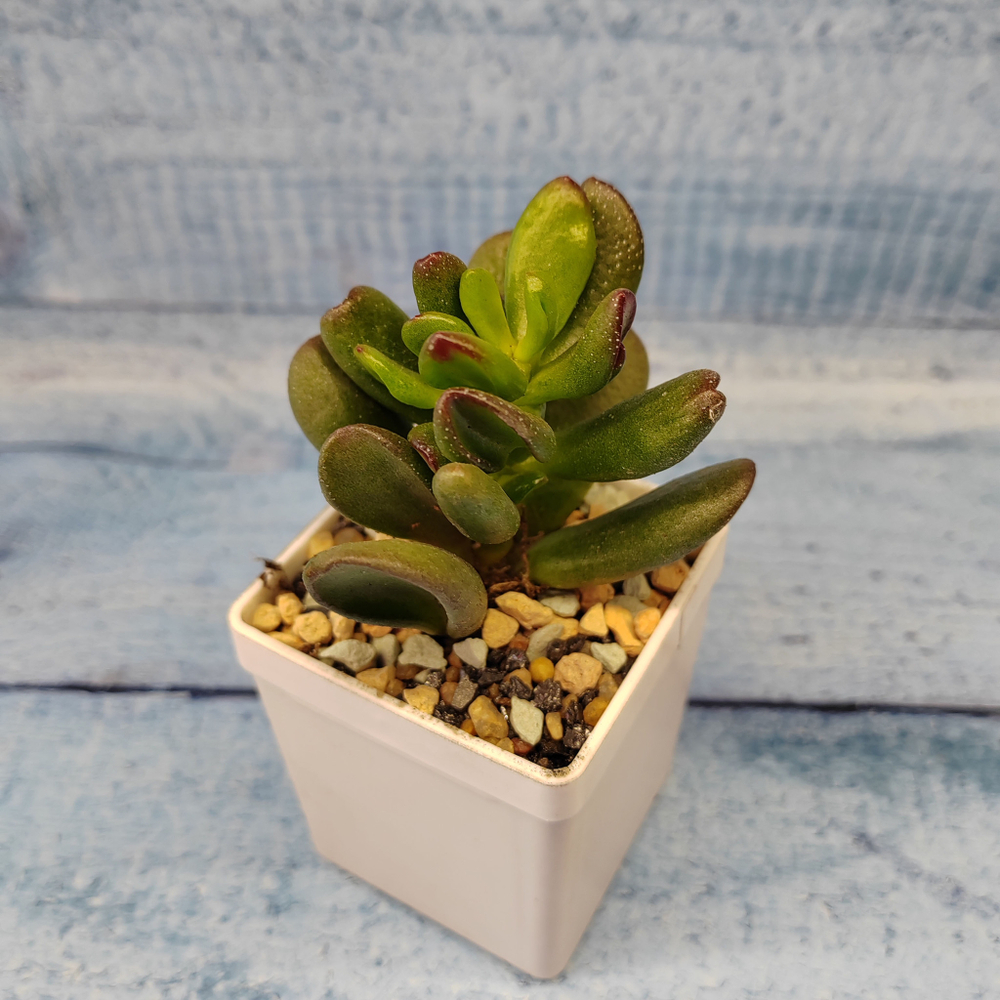 Crassula Hobbit (Крассула)