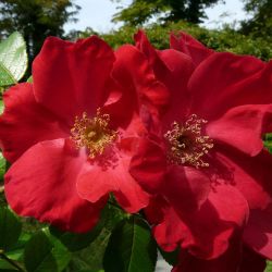 Робуста (Robusta)