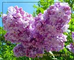 Сирень Русская Песня