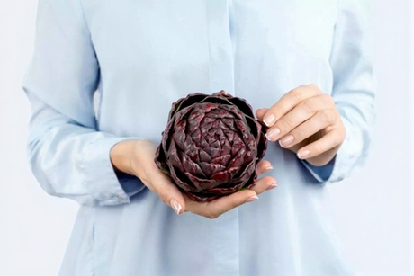 Артишок круглый