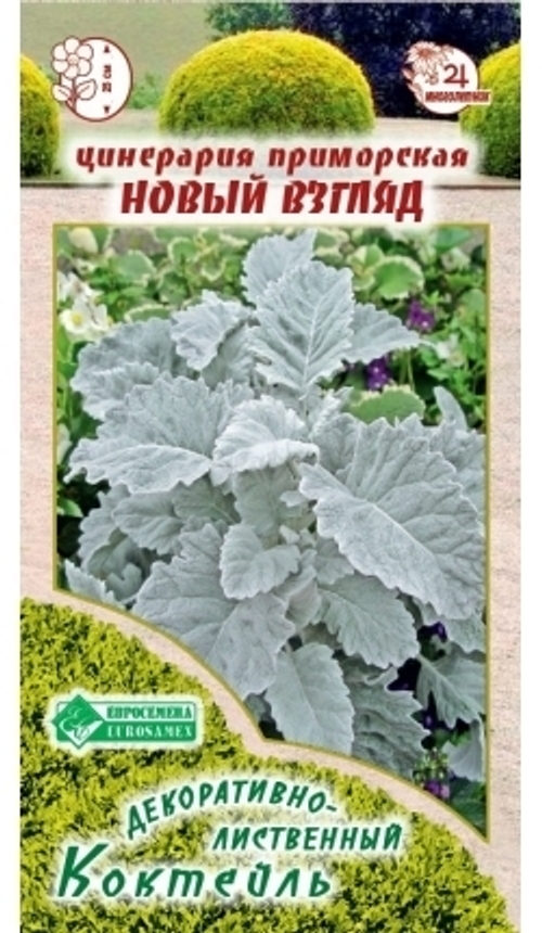 Цинерария приморская Новый взгляд