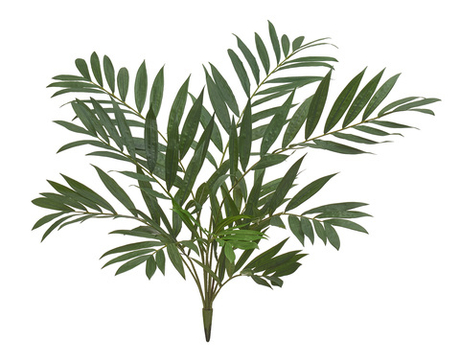 Пальма Хамедорея куст 75 см