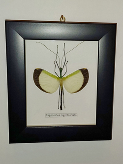 Палочник Tagesoidea nigrofasciata самец в рамке