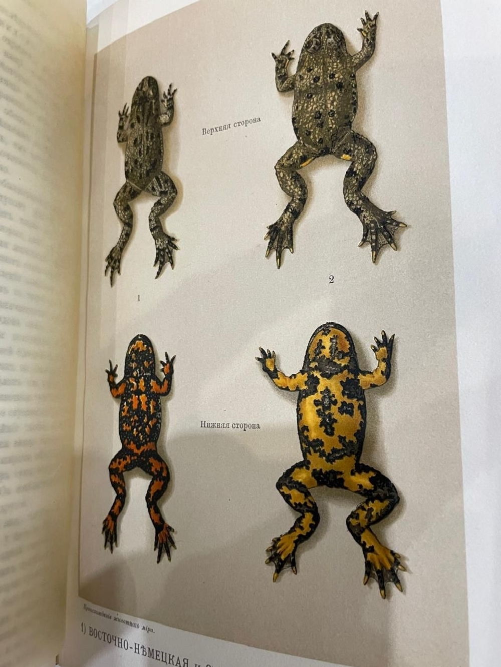 "Жизнь природы: Картина физических и химических явлений". В. Мейер. 1905г.