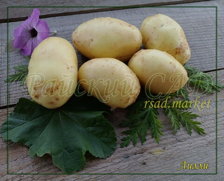 Семенной Картофель Лилли (Lilly)