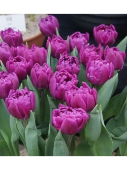 Тюльпаны Saigon Double 4 шт, набор луковиц