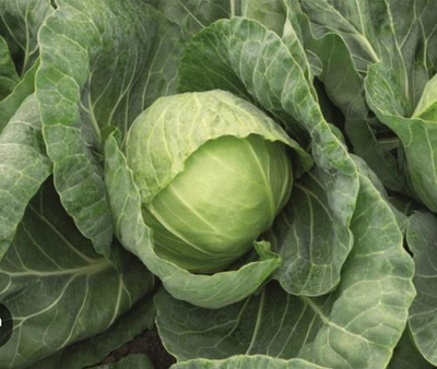 Капуста поздняя белокочанная Мензания F1 - Menzania F1 2500шт