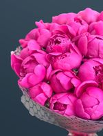 Пионы в фамеране