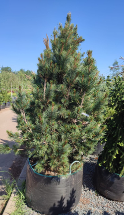 Сосна кедровая стланиковая Glauca (Глаука)