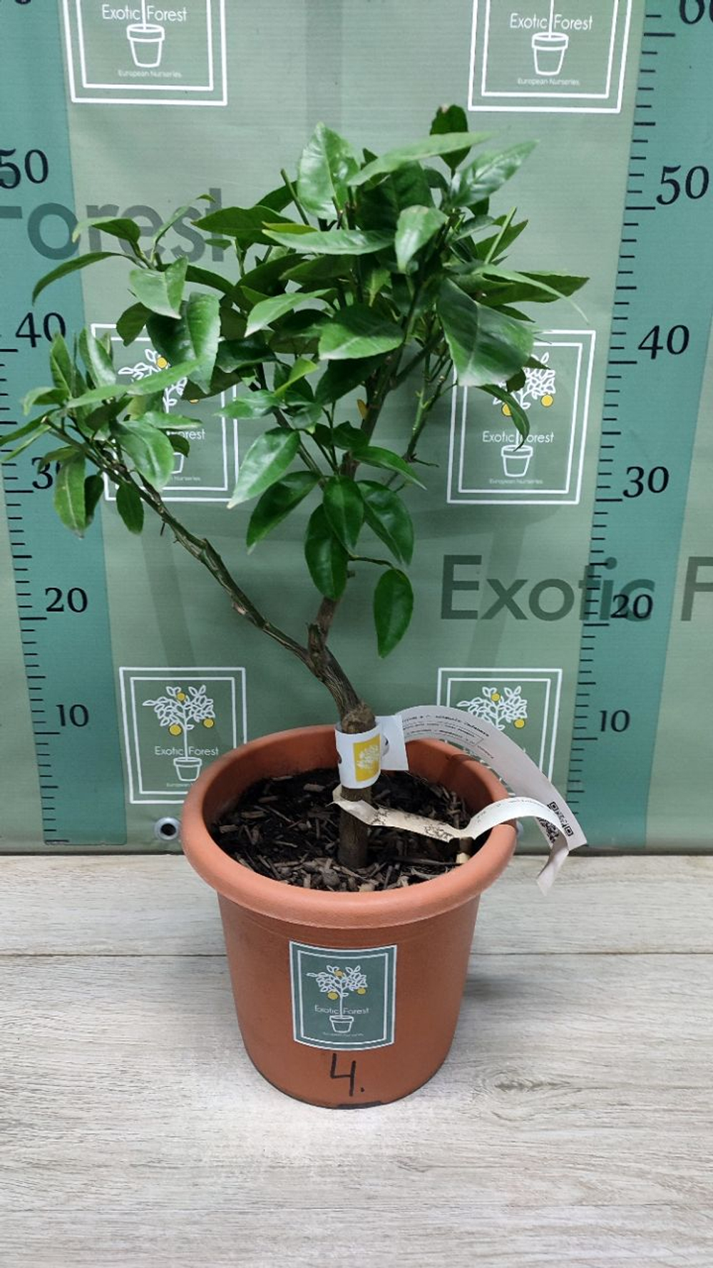C. deliciosa × C. sinensis “Cadenera”