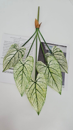 Каладиум / Арт 6367