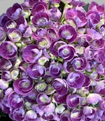 «Bric a Brac Pink» С5
