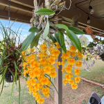 Орхидея DENDROBIUM LINDLEYI