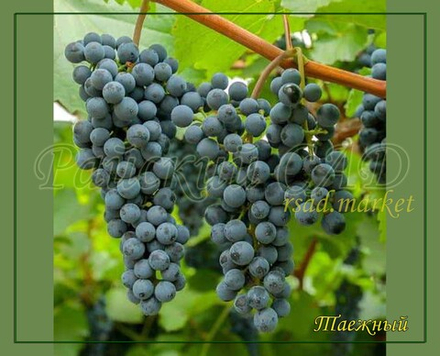 Виноград Таежный