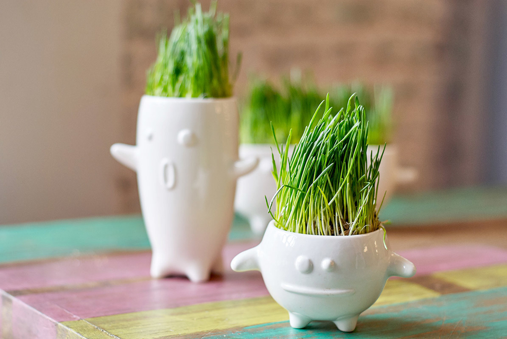 Набор для выращивания eco Кру