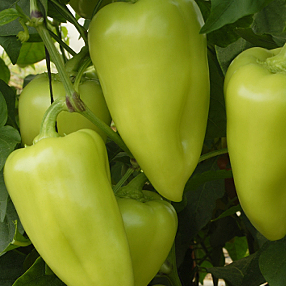 Лотта F1 семена перца сладкого (Enza Zaden / Энза Заден)