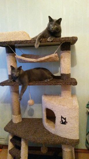 Домик для кошки И-8