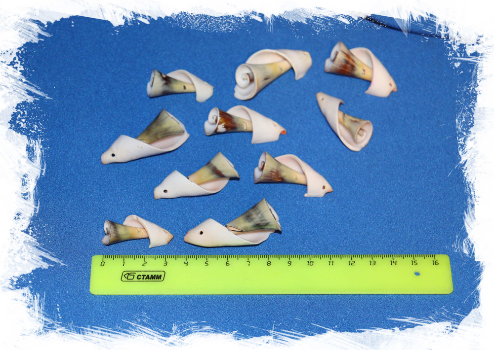 Спиральки с отверстием из ракушек