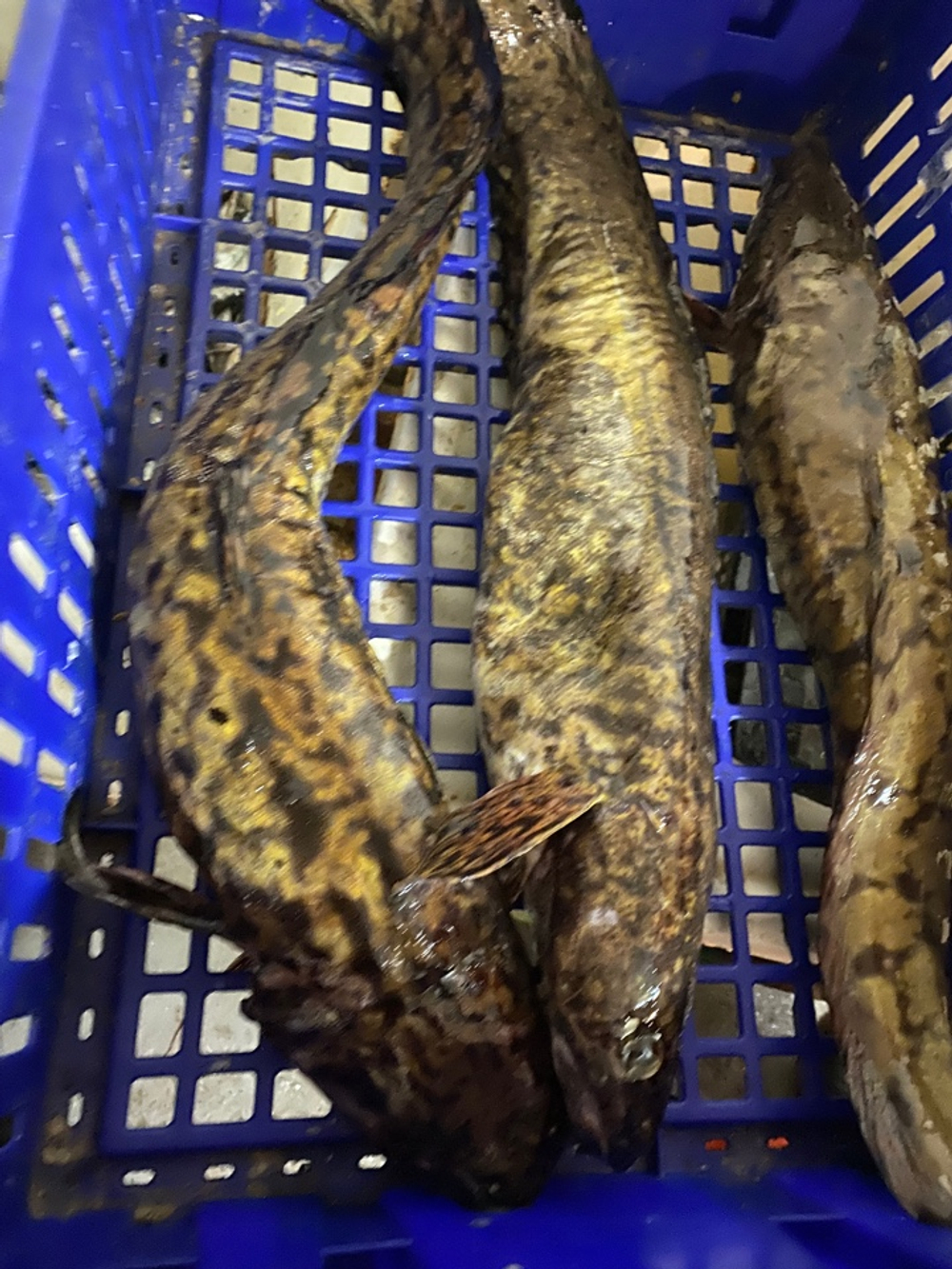 налим свежий