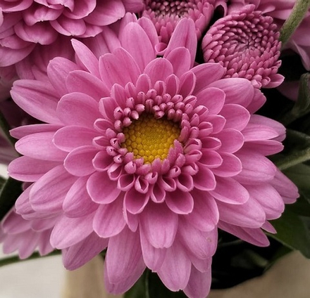 Хризантема мультифлора "Винка"