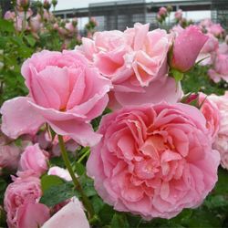 Дам де Шенонсо (Dames de Chenonceau)