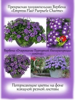 Вербена Орчарование Пурпурной Императрицы полуампельная