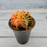 Gymnocalycium Variegata (Гимнокалициум Вариегатный)