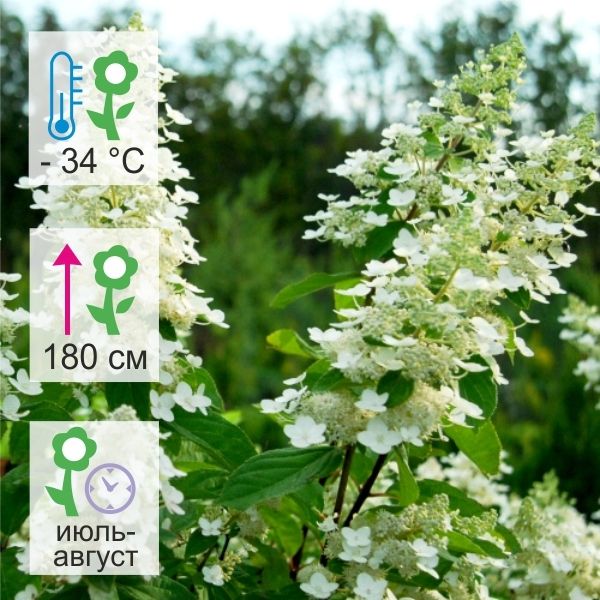 Гортензия метельчатая "Kyushu" Киушу