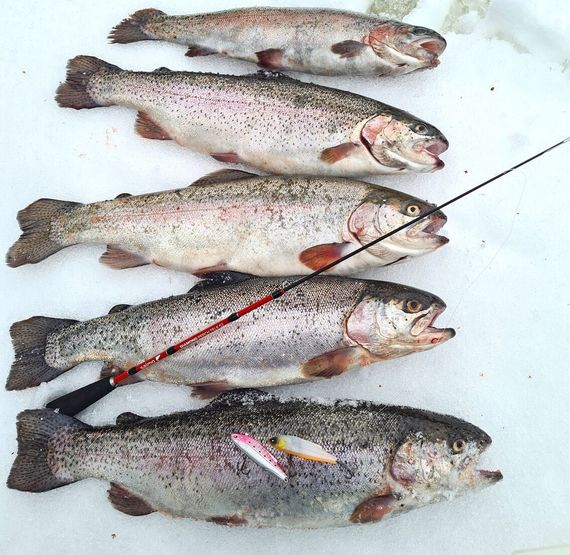 Удилище телескопическое зимнее Salmo Diamond PERCH TELE 52см