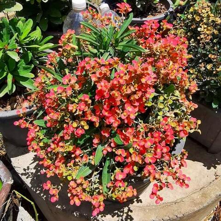 Эуфорбия Миля карликовая SOI RAYA