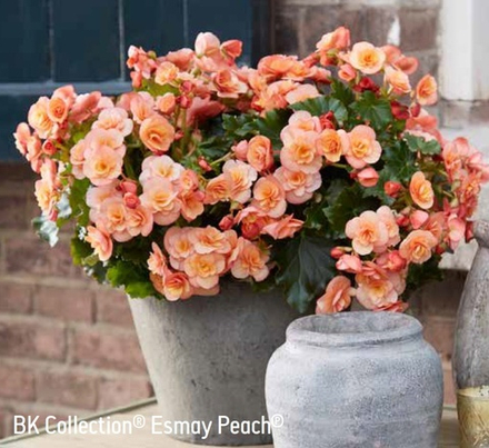 Бегония BK Collection Esmay Peach ОКС Укорененный черенок. Под заказ
