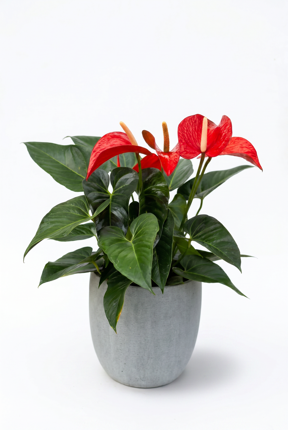 Антуриум Андреанум Красный