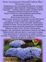 Флокс Эсмеральд Кашен Блю шиловидный голубой