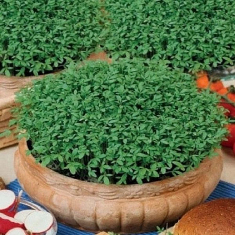 Салат Кресс-салат Тещин секрет 0,6г Ц Марс