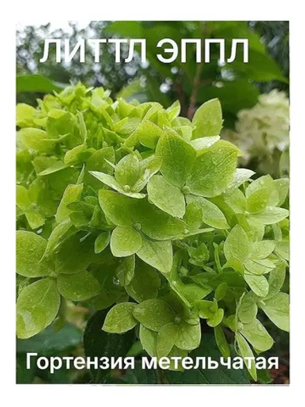 Литтл Эппл гортензия метельчатая