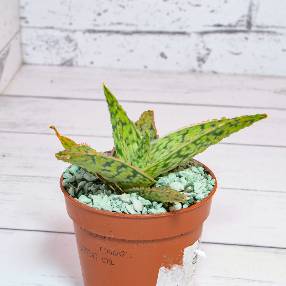 Aloe Vitro (Алоэ)