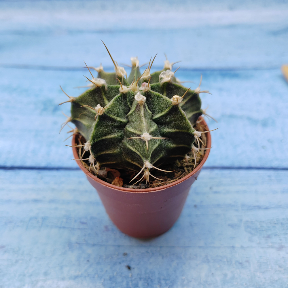 Gymnocalycium Friedrichii (Гимнокалициум)