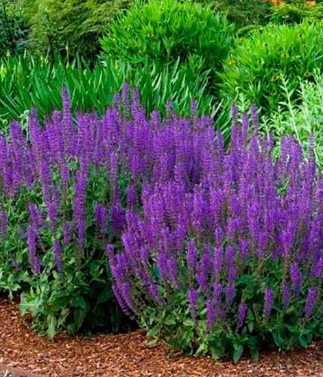 Ароматический диффузор Лавровые цветы, Bago home